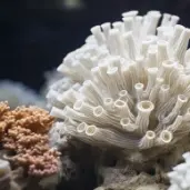 Coral